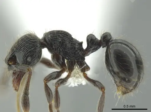 Adelomyrmex bispeculum specimen CASENT0618512 image casent0618512_3