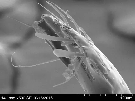 Adelomyrmex bispeculum specimen CASENT0631975 image casent0631975_1