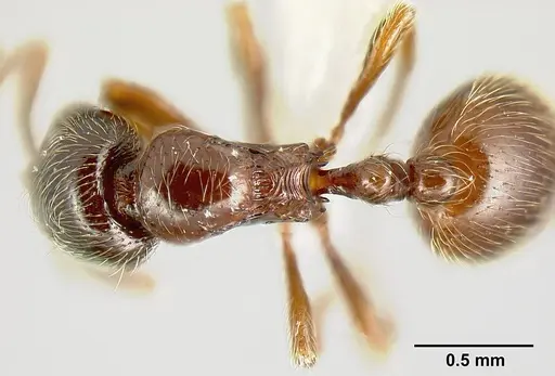 Adelomyrmex brenesi specimen JTLC000003382 image jtlc000003382_1