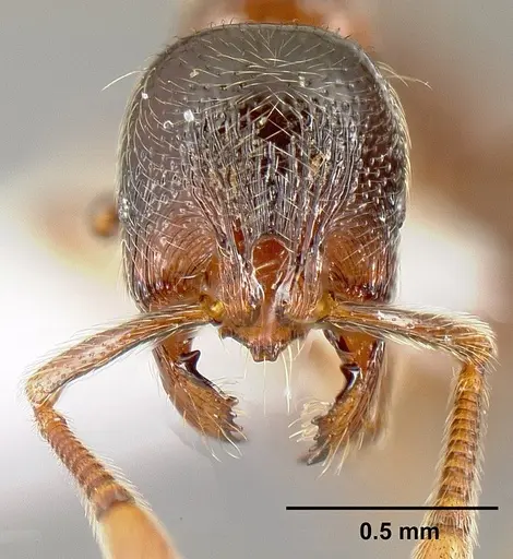 Adelomyrmex brenesi specimen JTLC000003382 image jtlc000003382_2
