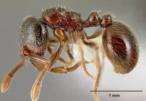 Adelomyrmex brenesi specimen JTLC000003382 image jtlc000003382_3
