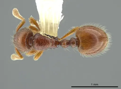 Adelomyrmex coco specimen CASENT0628121 image casent0628121_1