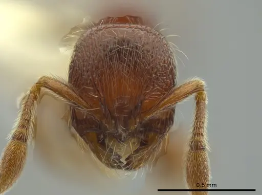 Adelomyrmex coco specimen CASENT0628121 image casent0628121_2