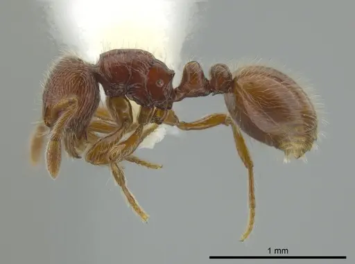 Adelomyrmex coco specimen CASENT0628121 image casent0628121_3