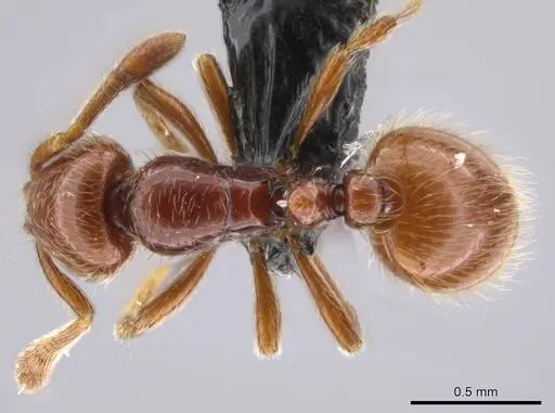 Adelomyrmex coco specimen CASENT0634318 image casent0634318_1