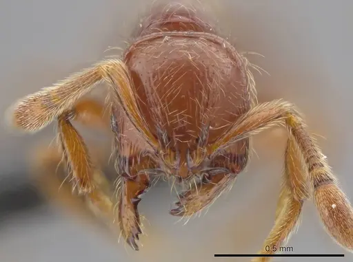 Adelomyrmex coco specimen CASENT0634318 image casent0634318_2
