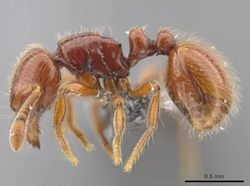 Adelomyrmex coco specimen CASENT0634318 image casent0634318_3