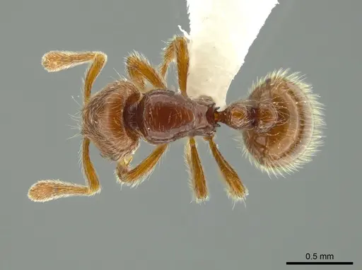Adelomyrmex coco specimen JTLC000004336 image jtlc000004336_1