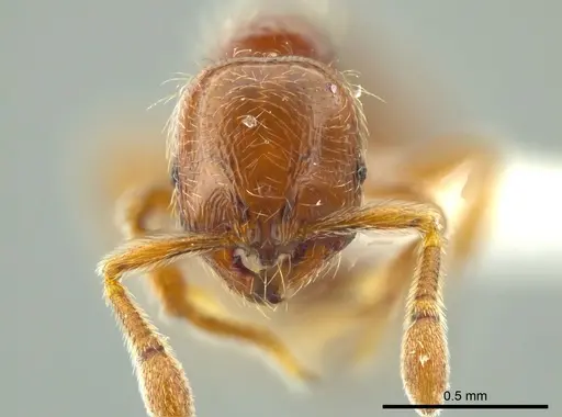 Adelomyrmex coco specimen JTLC000004336 image jtlc000004336_2