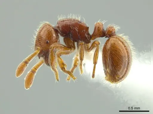 Adelomyrmex coco specimen JTLC000004336 image jtlc000004336_3