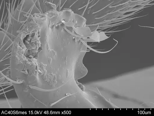 Adelomyrmex cristiani specimen CASENT0631970 image casent0631970_1