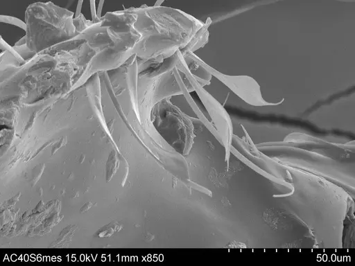 Adelomyrmex cristiani specimen CASENT0631970 image casent0631970_2