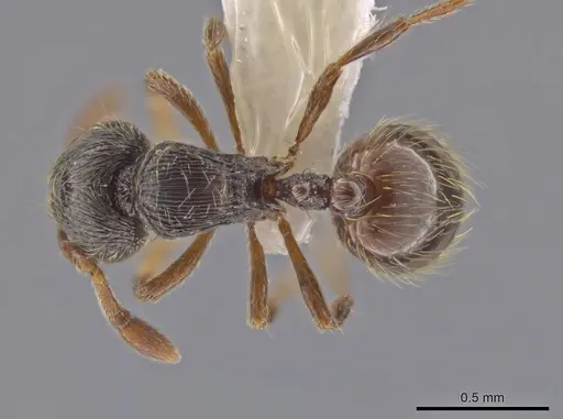 Adelomyrmex cristiani specimen CASENT0633335 image casent0633335_1