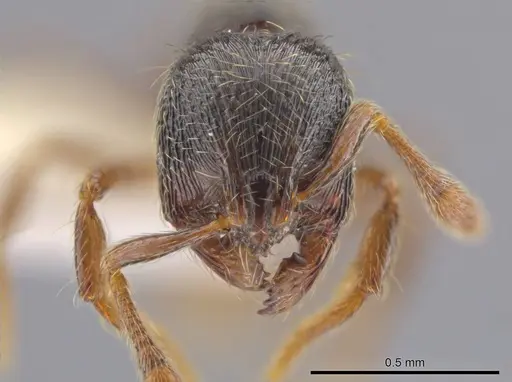Adelomyrmex cristiani specimen CASENT0633335 image casent0633335_2