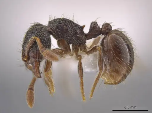 Adelomyrmex cristiani specimen CASENT0633335 image casent0633335_3