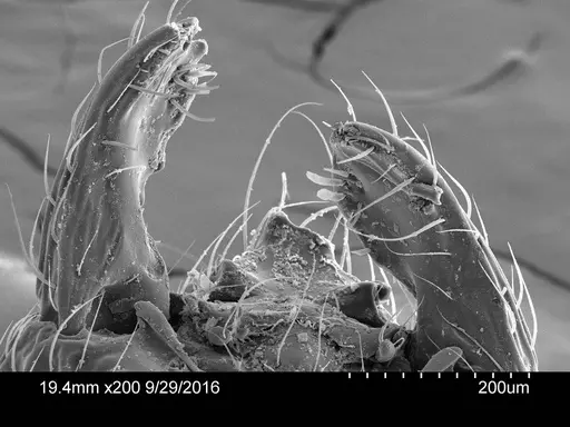 Adelomyrmex dentivagans specimen CASENT0631972 image casent0631972_1