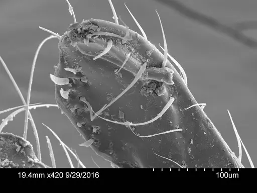 Adelomyrmex dentivagans specimen CASENT0631972 image casent0631972_2