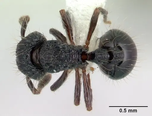 Adelomyrmex dentivagans specimen JTLC000009698 image jtlc000009698_1