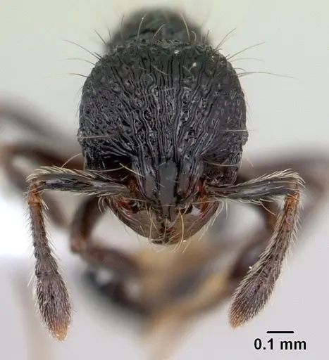 Adelomyrmex dentivagans specimen JTLC000009698 image jtlc000009698_2