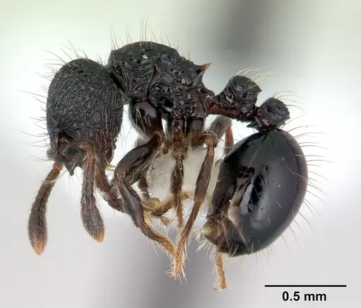 Adelomyrmex dentivagans specimen JTLC000009698 image jtlc000009698_3
