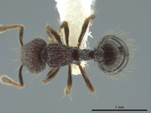 Adelomyrmex dentivagans specimen JTLC000014362 image jtlc000014362_1