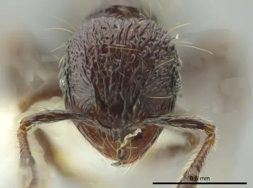 Adelomyrmex dentivagans specimen JTLC000014362 image jtlc000014362_2