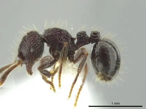 Adelomyrmex dentivagans specimen JTLC000014362 image jtlc000014362_3