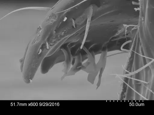 Adelomyrmex dorae specimen CASENT0631977 image casent0631977_1