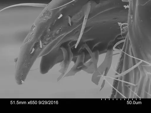 Adelomyrmex dorae specimen CASENT0631977 image casent0631977_2