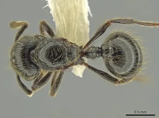 Adelomyrmex dorae specimen CASENT0637762 image casent0637762_1