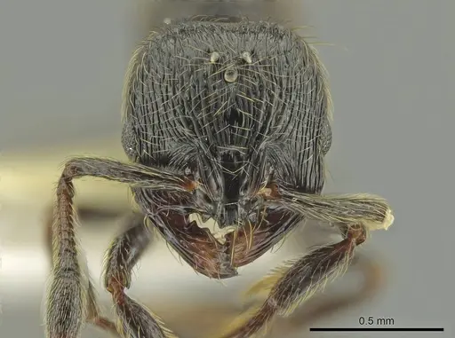 Adelomyrmex dorae specimen CASENT0637762 image casent0637762_2
