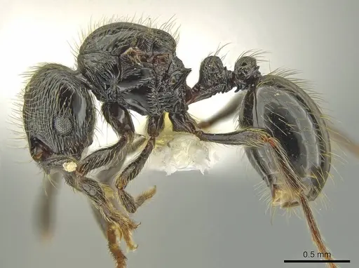 Adelomyrmex dorae specimen CASENT0637762 image casent0637762_3