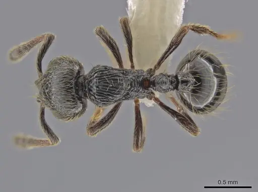 Adelomyrmex dorae specimen CASENT0640883 image casent0640883_1