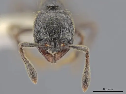 Adelomyrmex dorae specimen CASENT0640883 image casent0640883_2