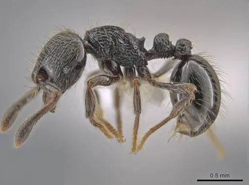 Adelomyrmex dorae specimen CASENT0640883 image casent0640883_3