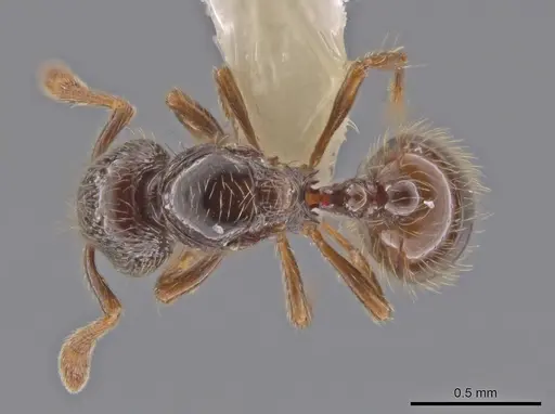 Adelomyrmex foveolatus specimen CASENT0637050 image casent0637050_1