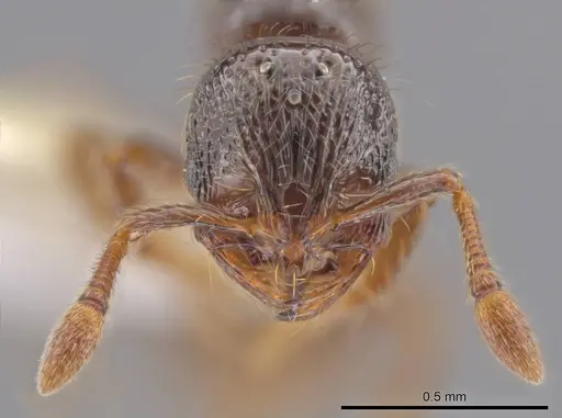 Adelomyrmex foveolatus specimen CASENT0637050 image casent0637050_2