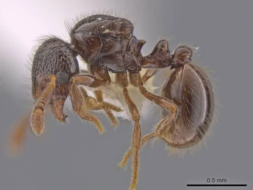 Adelomyrmex foveolatus specimen CASENT0637050 image casent0637050_3