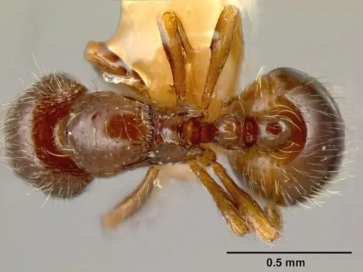 Adelomyrmex foveolatus specimen INBIOCRI001237378 image inbiocri001237378_1