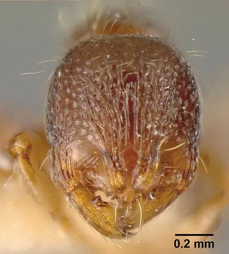 Adelomyrmex foveolatus specimen INBIOCRI001237378 image inbiocri001237378_2
