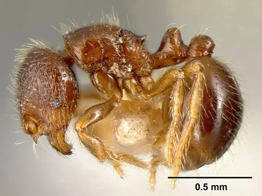 Adelomyrmex foveolatus specimen INBIOCRI001237378 image inbiocri001237378_3