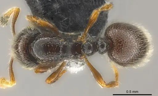 Adelomyrmex hirsutus specimen CASENT0181559 image casent0181559_1