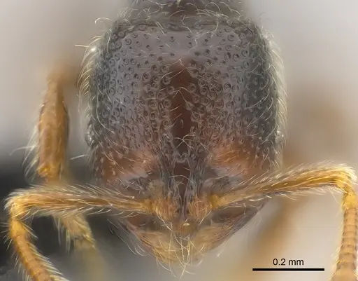 Adelomyrmex hirsutus specimen CASENT0181559 image casent0181559_2