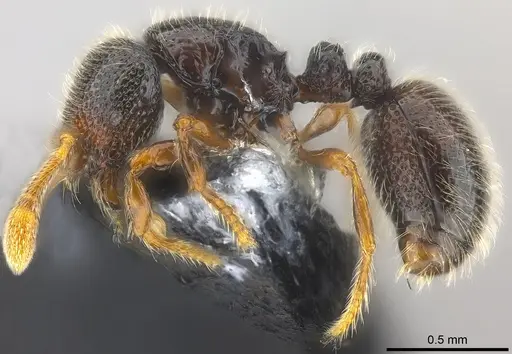 Adelomyrmex hirsutus specimen CASENT0181559 image casent0181559_4