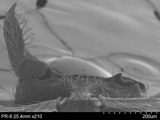 Adelomyrmex hirsutus specimen CASENT0632397 image casent0632397_1