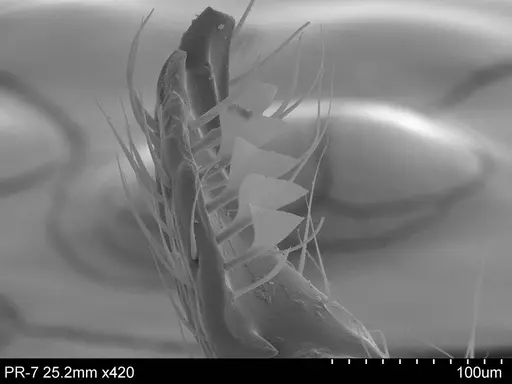 Adelomyrmex hirsutus specimen CASENT0632397 image casent0632397_2