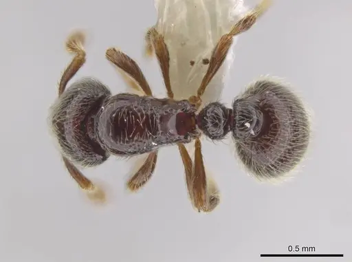 Adelomyrmex hirsutus specimen CASENT0634316 image casent0634316_1
