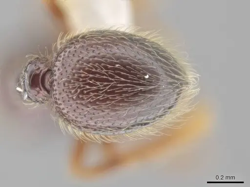 Adelomyrmex hirsutus specimen CASENT0634316 image casent0634316_2