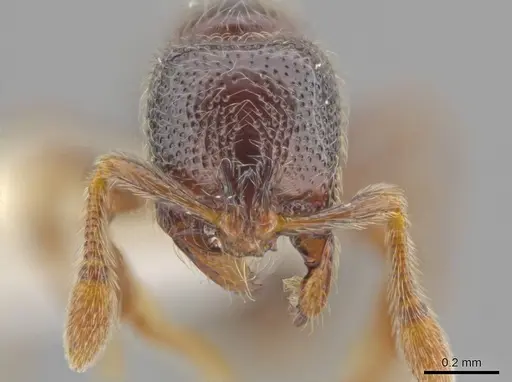 Adelomyrmex hirsutus specimen CASENT0634316 image casent0634316_3
