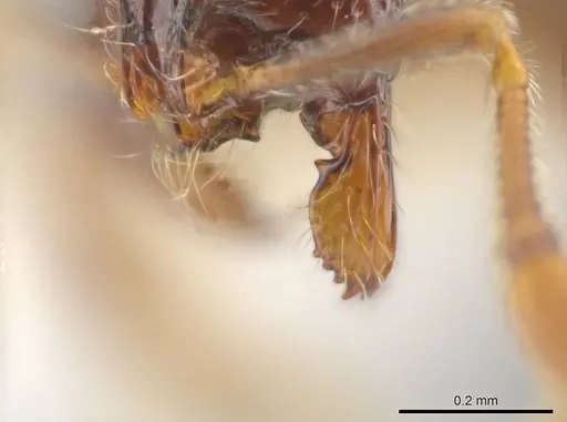 Adelomyrmex hirsutus specimen CASENT0634316 image casent0634316_4